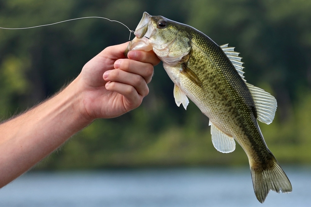 Boat sales, service, parts and gear available at D'Arbonne Marine in Farmerville, LA.