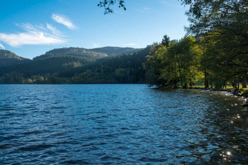 Boat sales, service, parts and gear available at D'Arbonne Marine in Farmerville, LA.